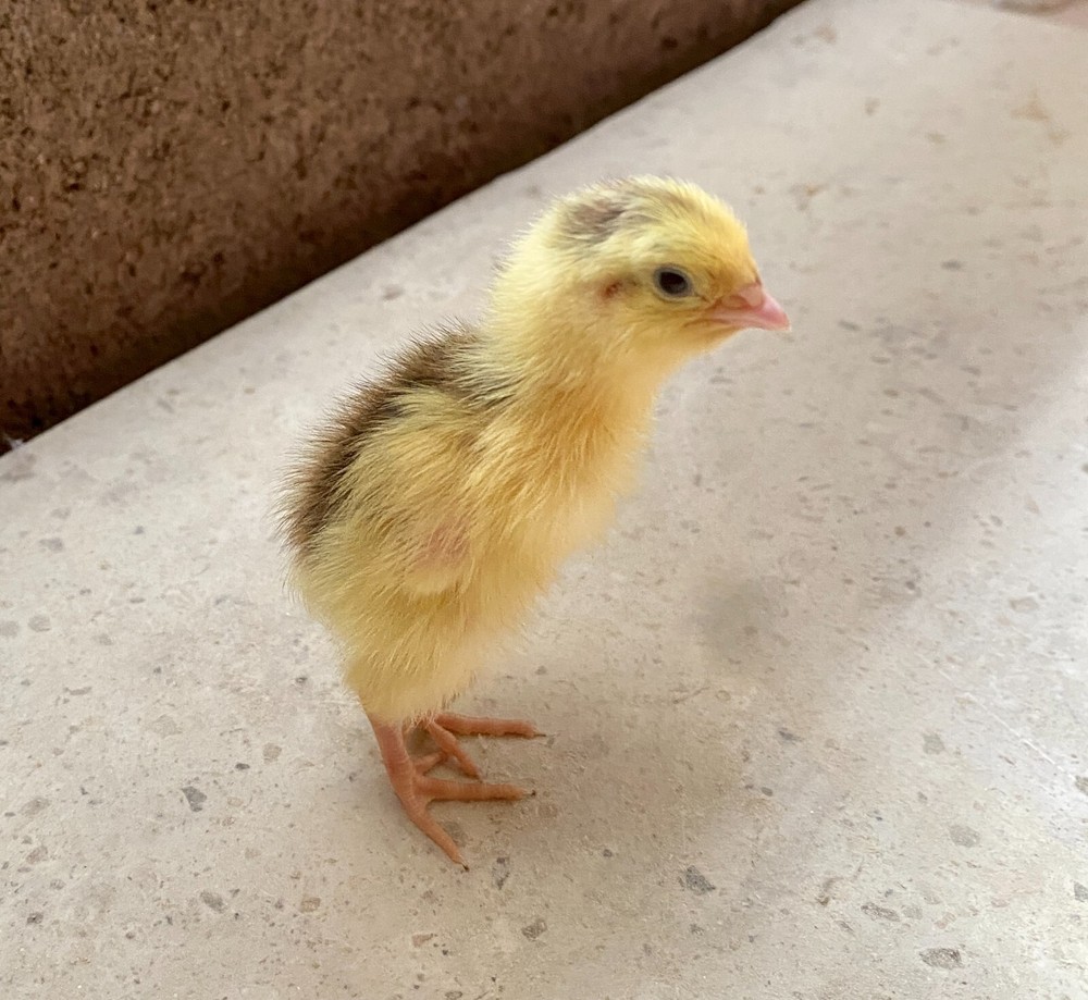 60- Celadon Quail Hatching Eggs - 100% True Blue Coturnix 🪺