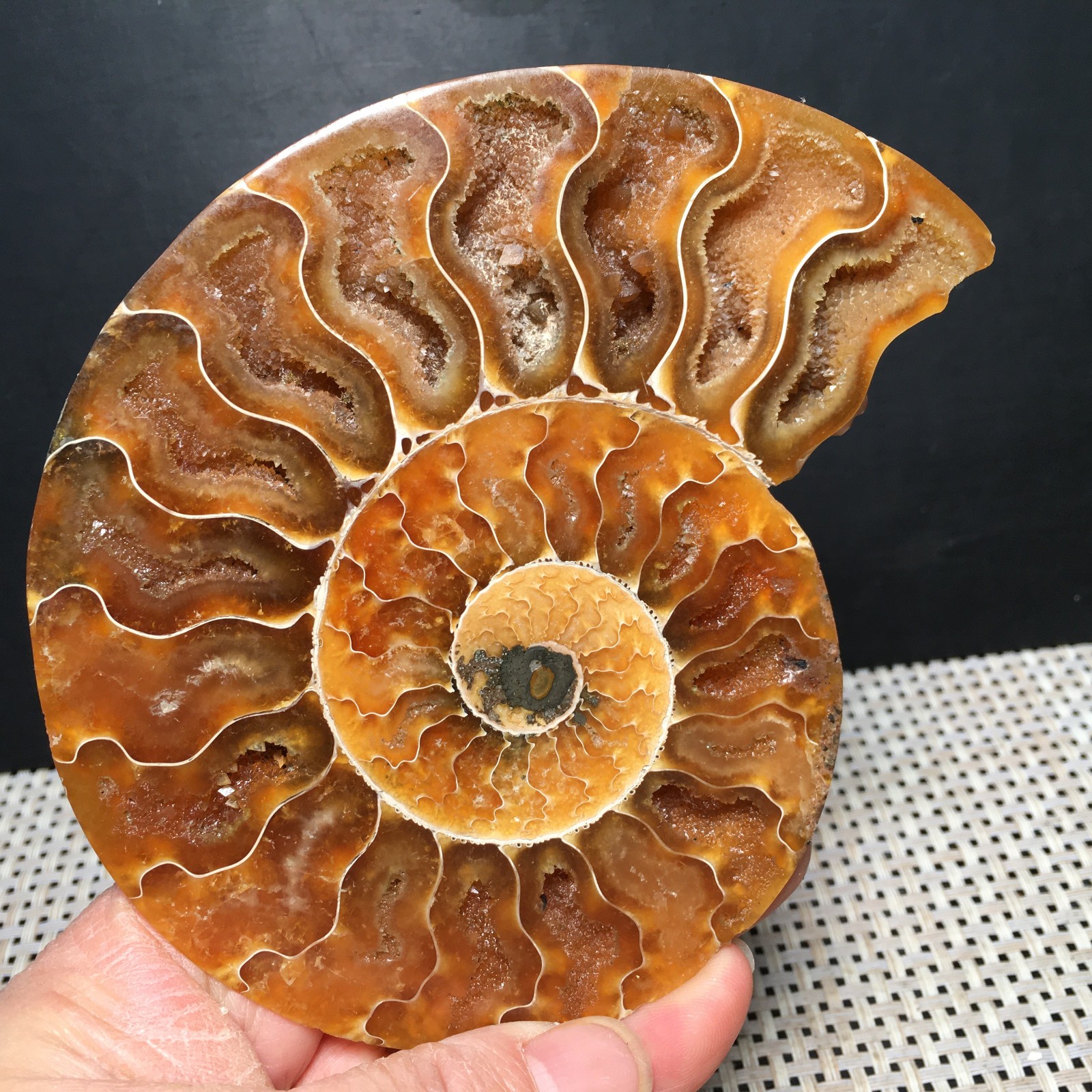 184g 1pc Split Carving Home Decoration Specimen Shell Healing md3746