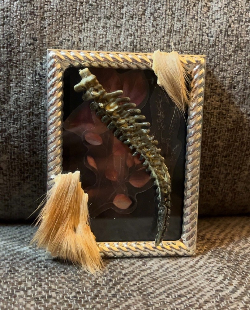 Beaver Tail Bone W/ Fur Framed Oddity OOAK Weird Curio SIdeshow Gaff