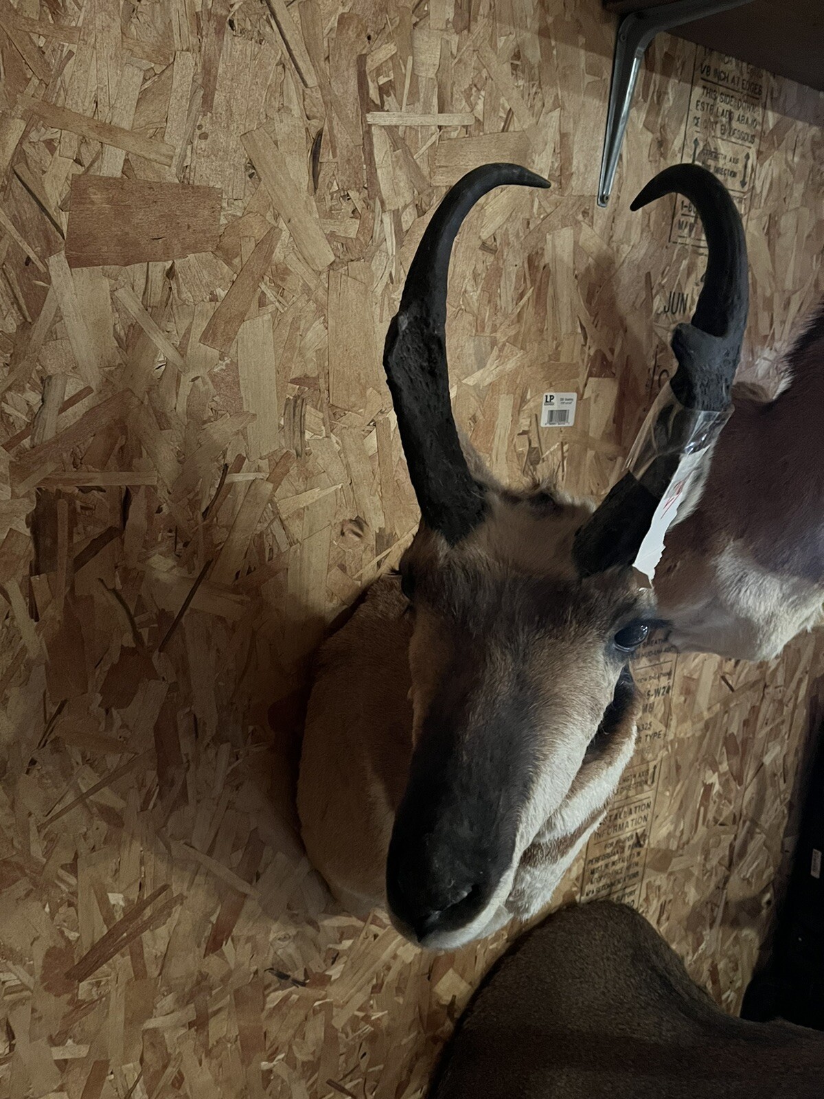 pronhorn antelope taxidermy shoulder mount