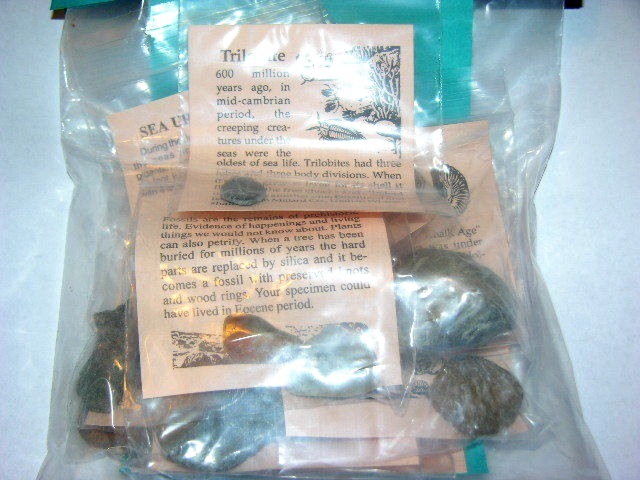 Fossil learning set w/10 different fossils info & geological time card plus