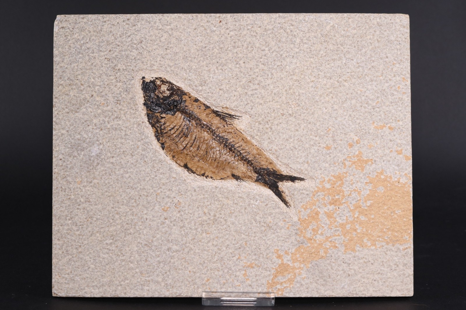 4.1" Knightia alta Fossil Fish Fossil Lake Green River Fm Wyoming WY COA 11863