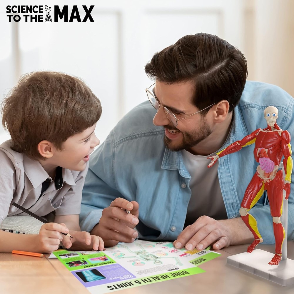 Realistic 14" Human Body Model - Educational STEM Toy