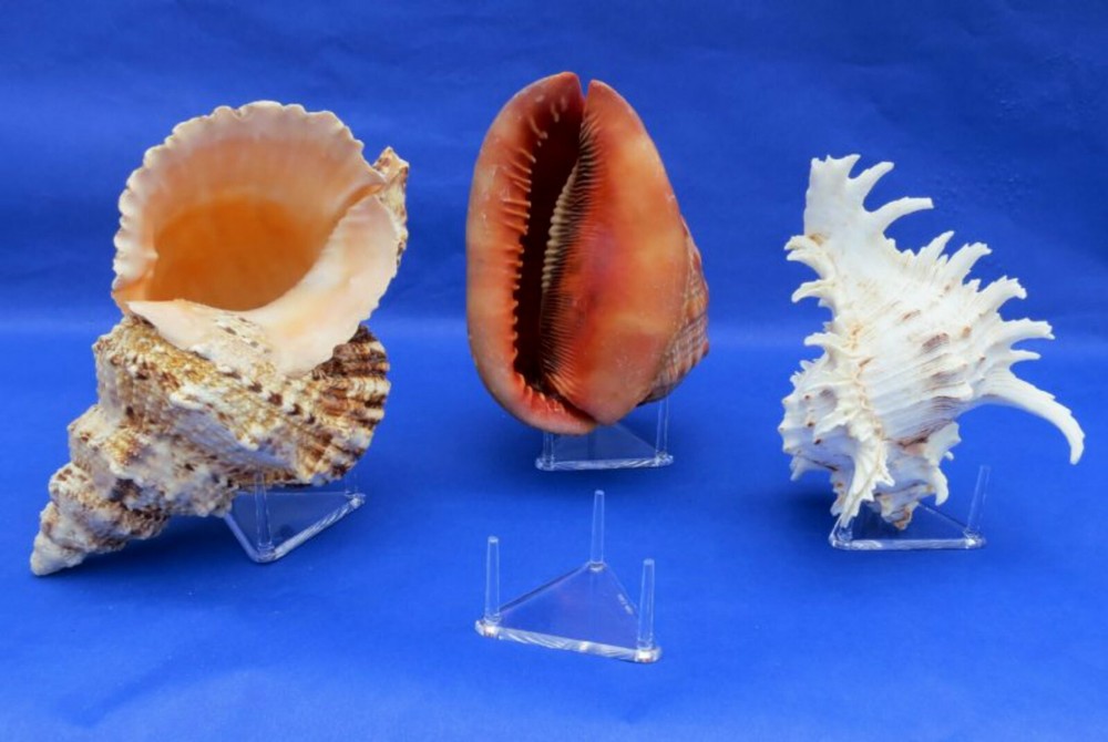 *#Triangle 2.5" Three (3) Peg Display Stand Minerals Fossils Crystals Seashells