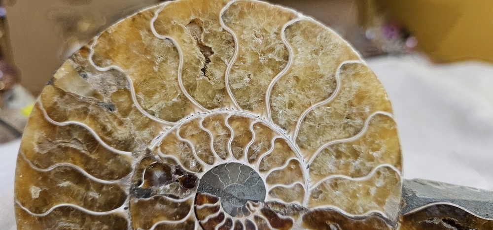 Ammonite Natural Pair
