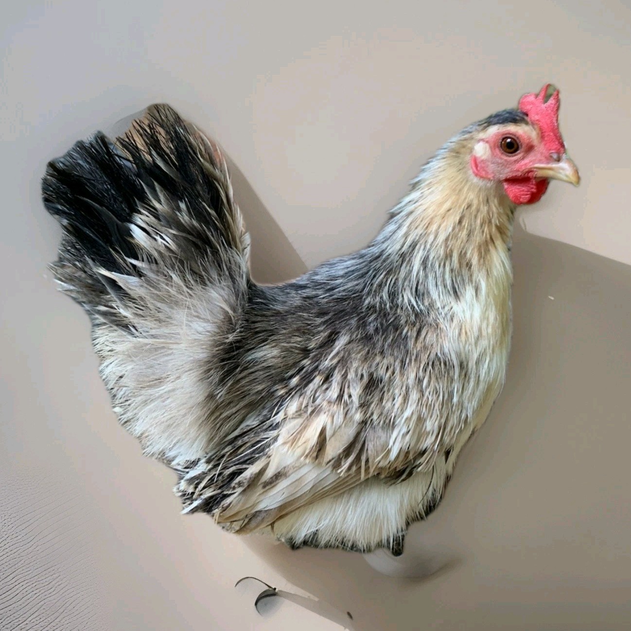 5+ Micro To Size A & B 100% Pure Serama Hatching Eggs Malaysian And Traditional