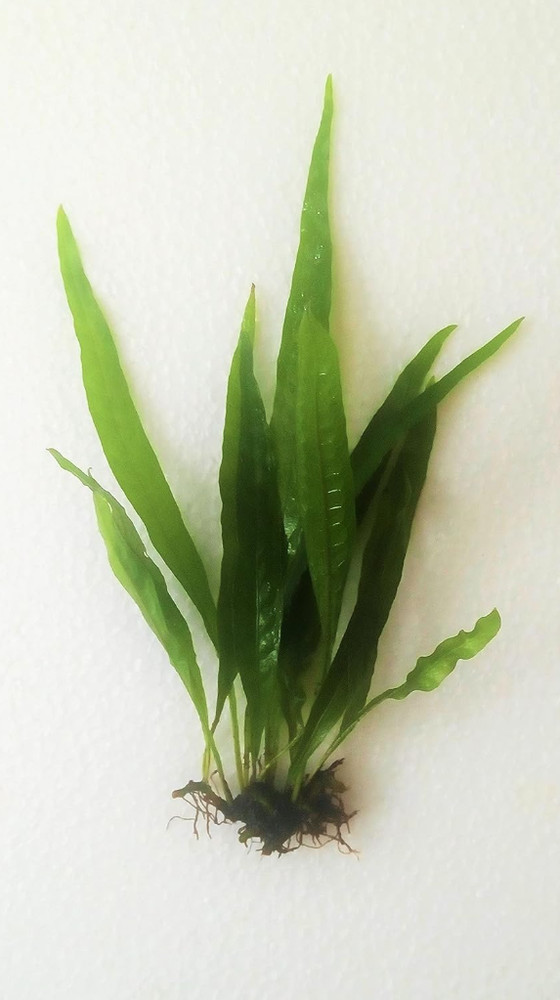 Java Fern Microsorum Pteropus Easy Low Light Live Aquarium Plant - Buy 1 Get 1