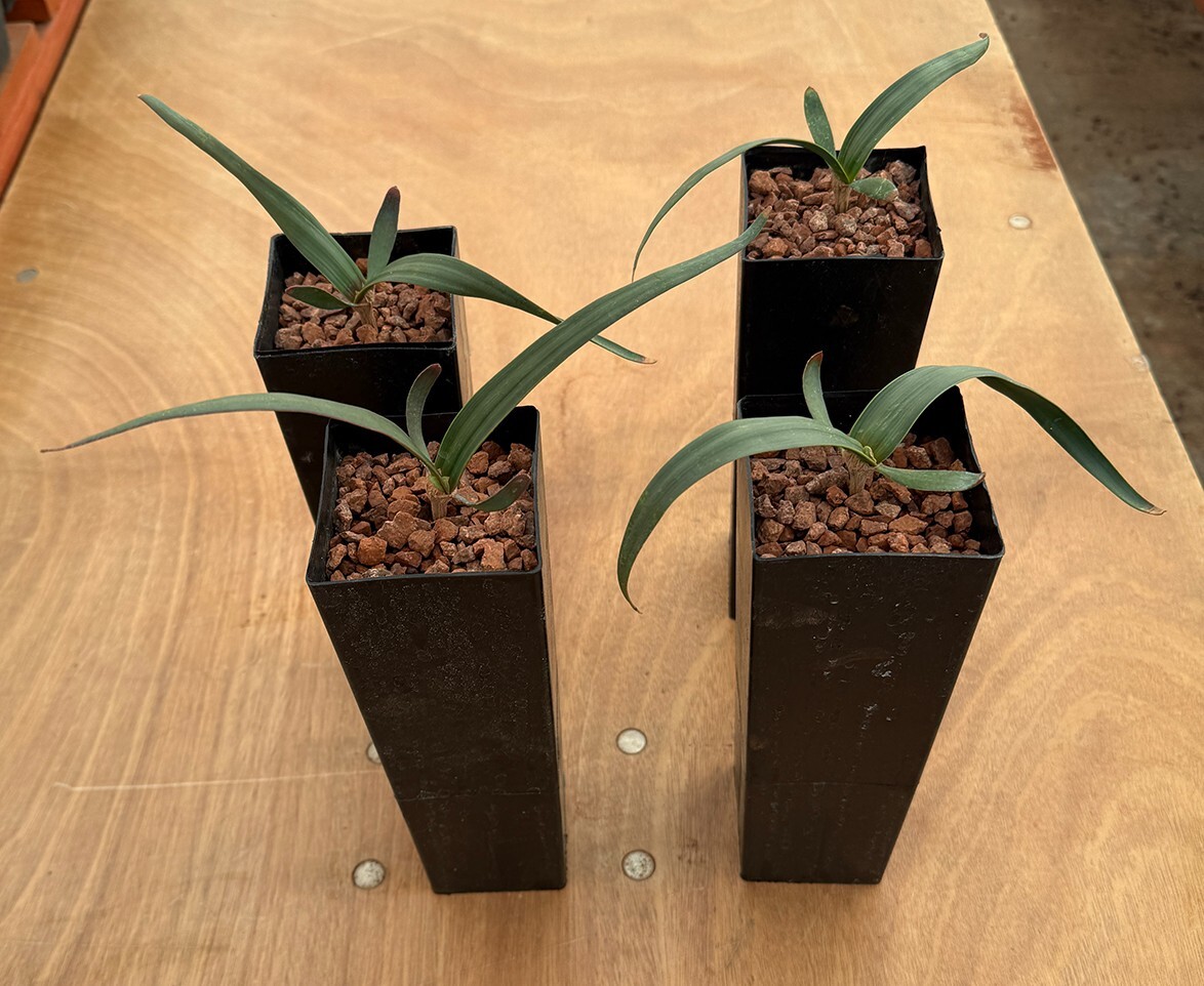 Welwitschia mirabilis (larger size)