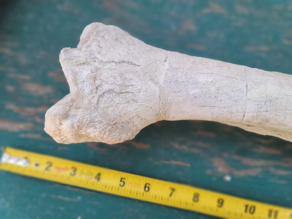 Titanothere Brontothere matched Radius and Ulna large leg bones complete example
