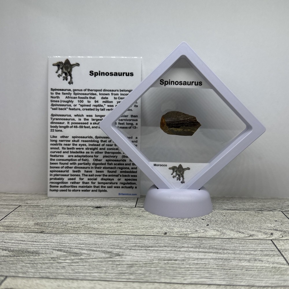 Spinosaurus Extinct Dinosaur Partial Tooth Fossil in Display Case