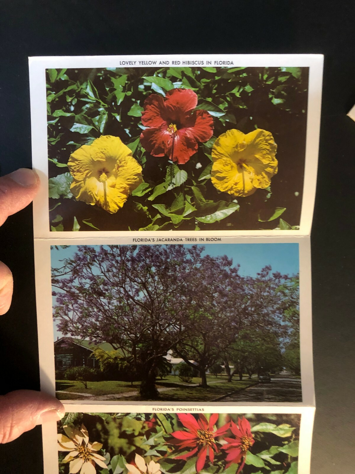 Old Vintage"FLORIDA FLOWERS" Fold Out Views Printed 1964 Made in USA
