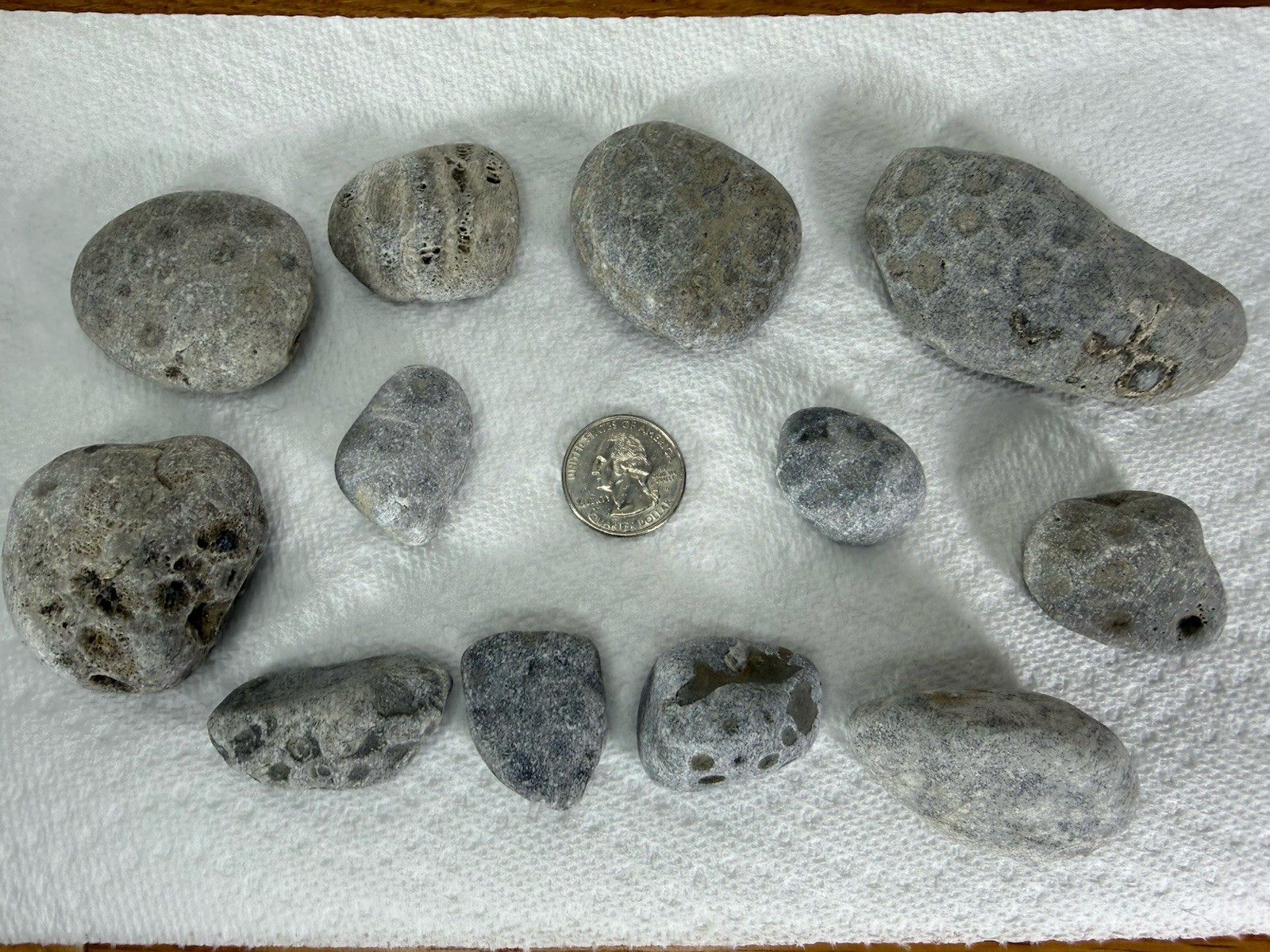 Lot 12 Petoskey Stones Unpolished 1 Lb Lake Michigan Coral Fossil Craft Jewelry