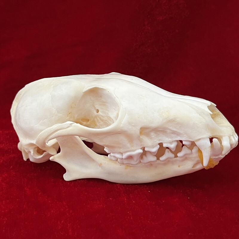 New 10Pcs Real Fox Skull Taxidermy Real Bone Skeleton Halloween Decoration Gift