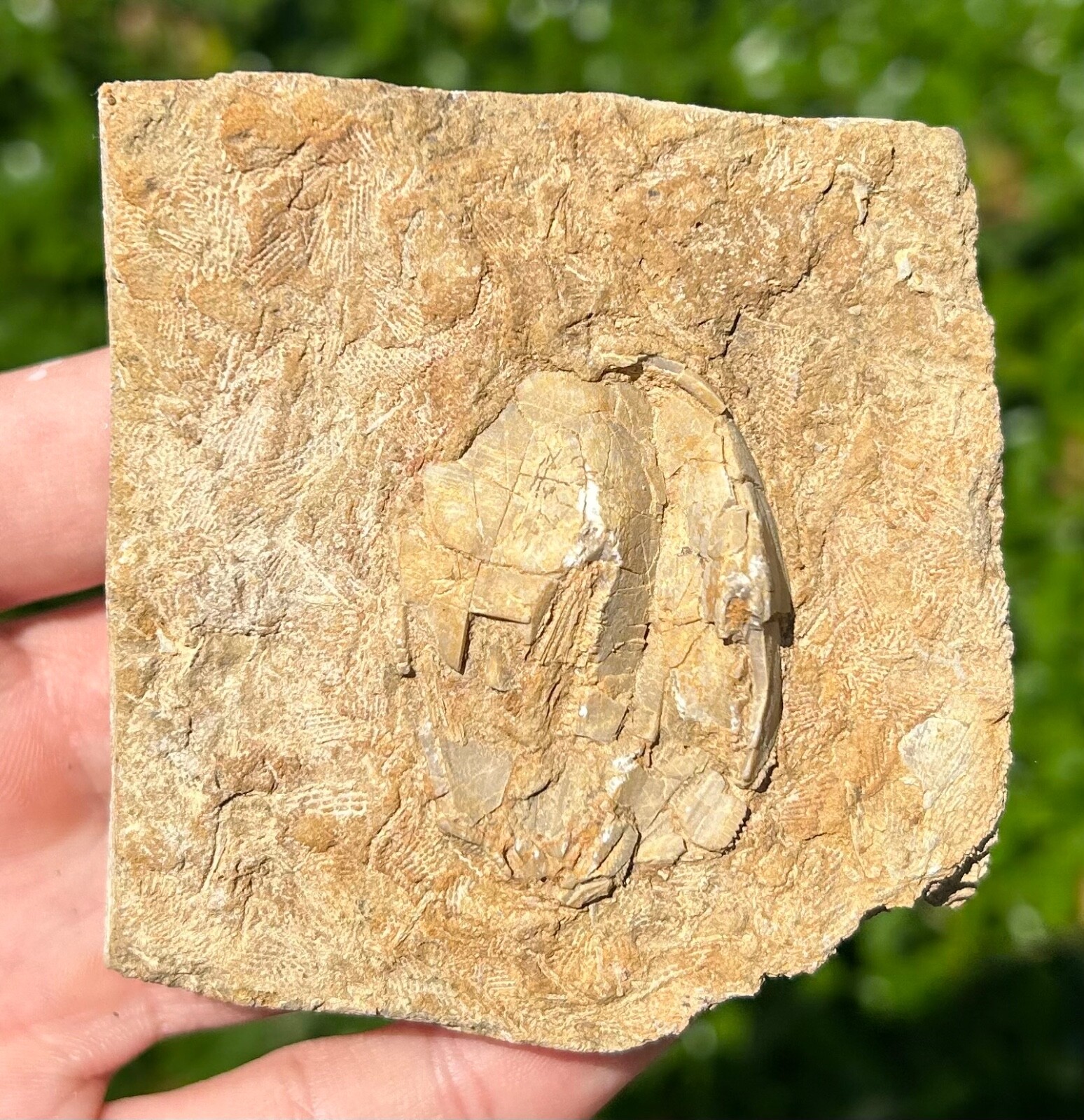 BIG Fossil Blastoid in Matrix Pentremites pyriformis Alabama Bangor Limestone Fm