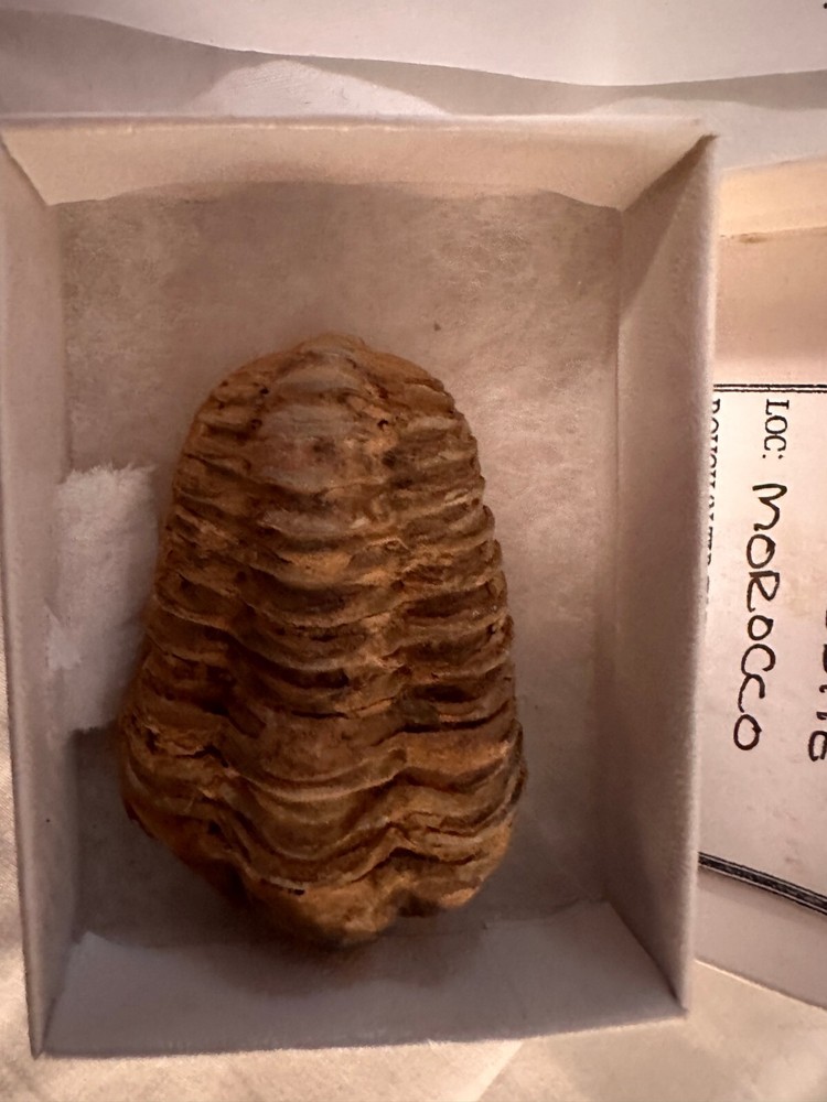 Fossil Trilobite from Morocco (D603FC8)