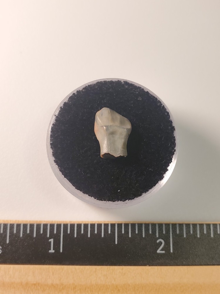 Ankylosaur Tooth