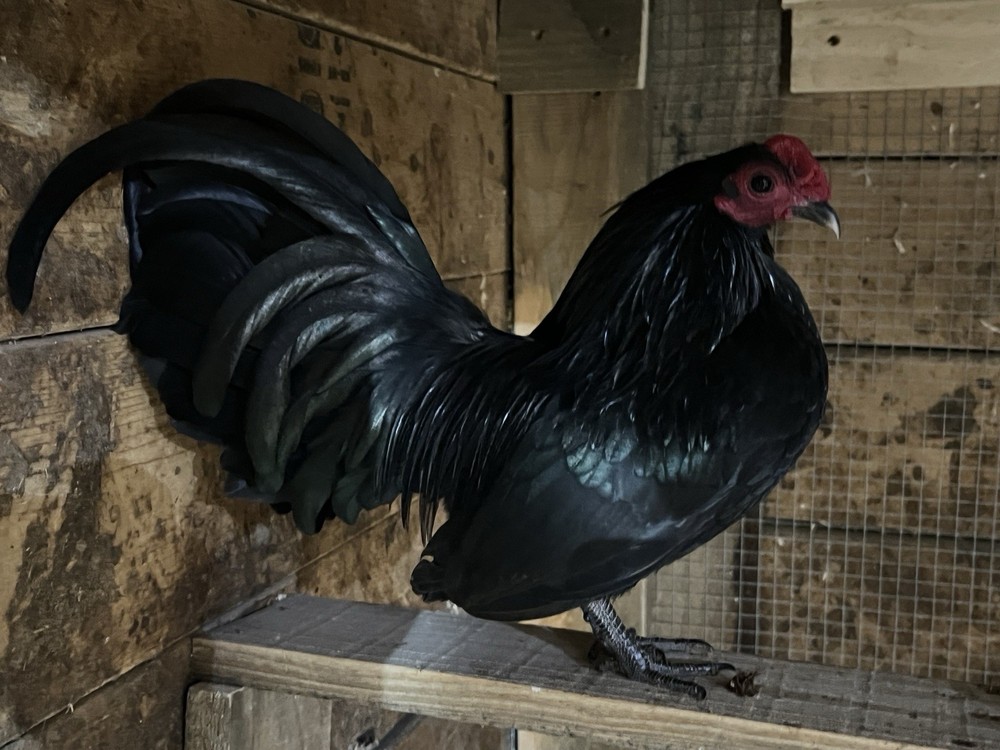 Black OEGB Hatching Eggs 10