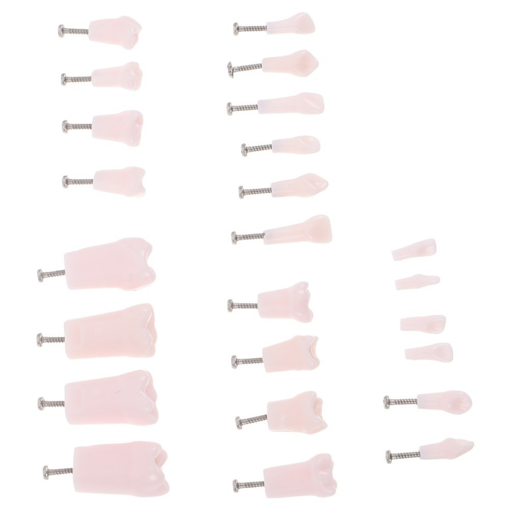 24 Pcs Dental Teaching Supplies Removable Typodont Teeth for Practice