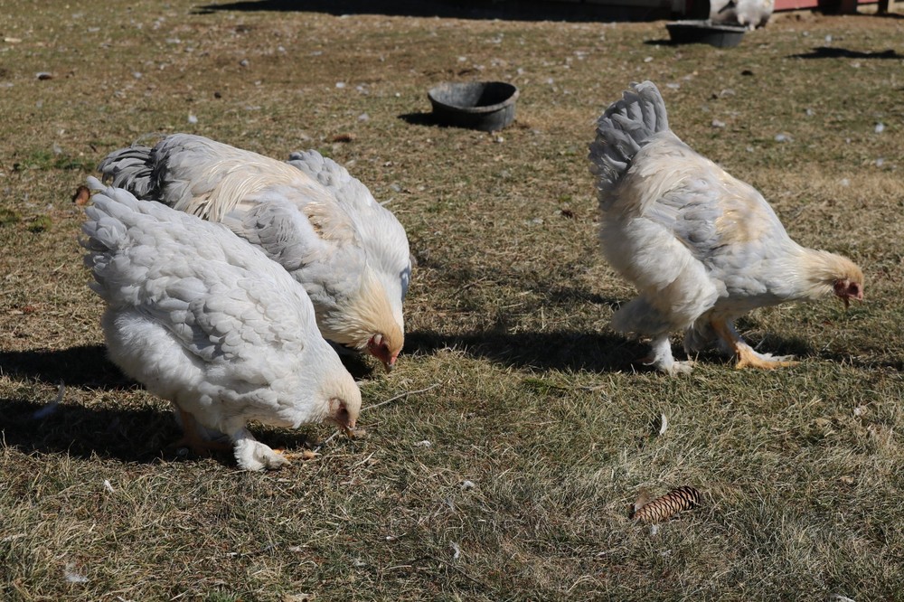 12+ Isabel Large Breed Brahma Hatching Eggs