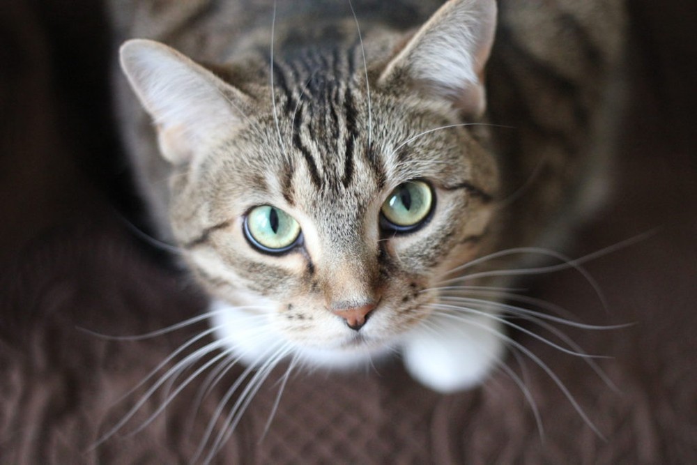 urinary tract supplements cats - CAT URINARY TRACT SUPPORT 2B- cat urinary