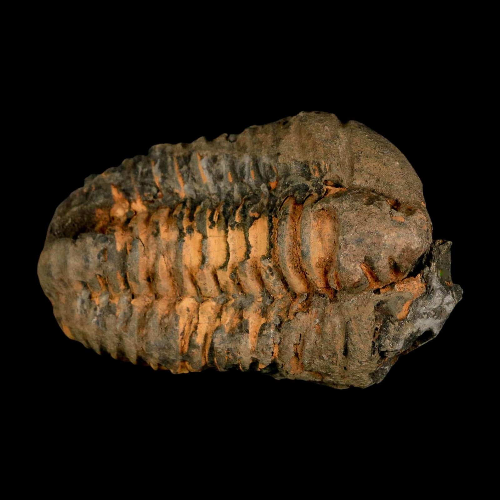 3.6" Flexicalymene Trilobite Fossil Ordovician Age Tazzarine Region Morocco COA