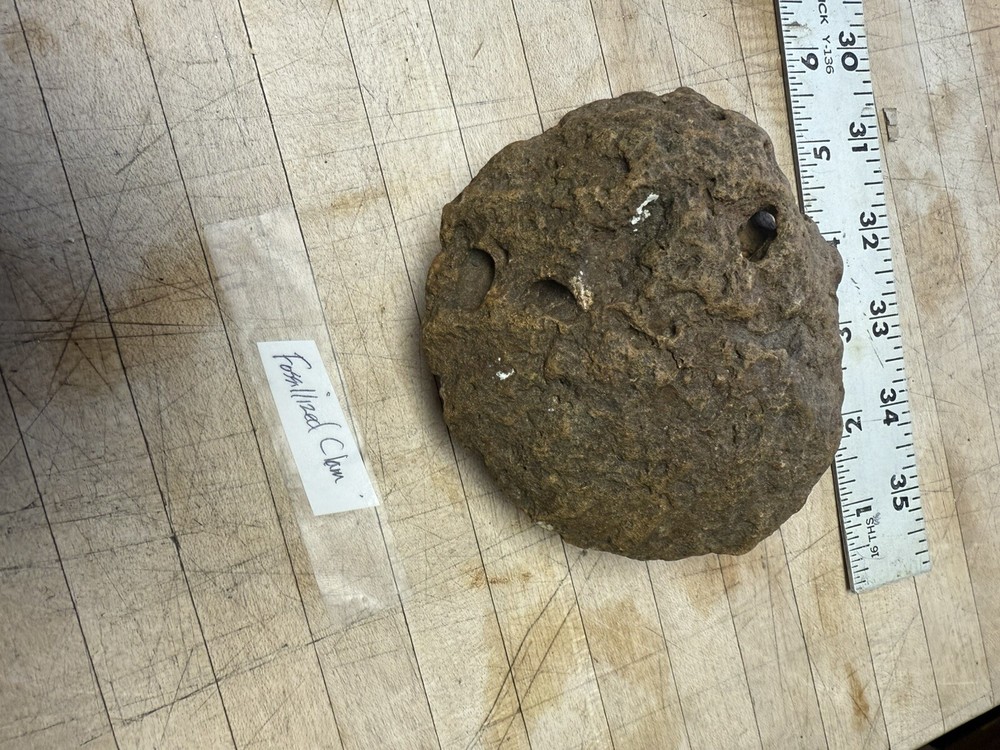 Clam/ Fossil
