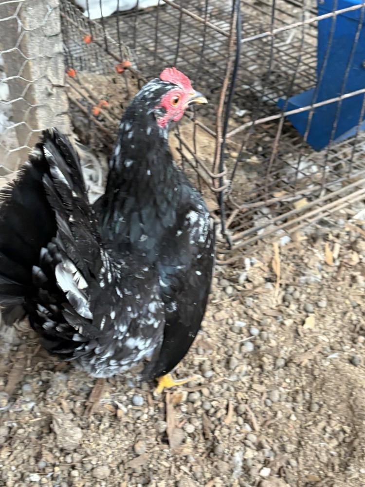 Serama Hatching Eggs from Show Stock NPIP 12+