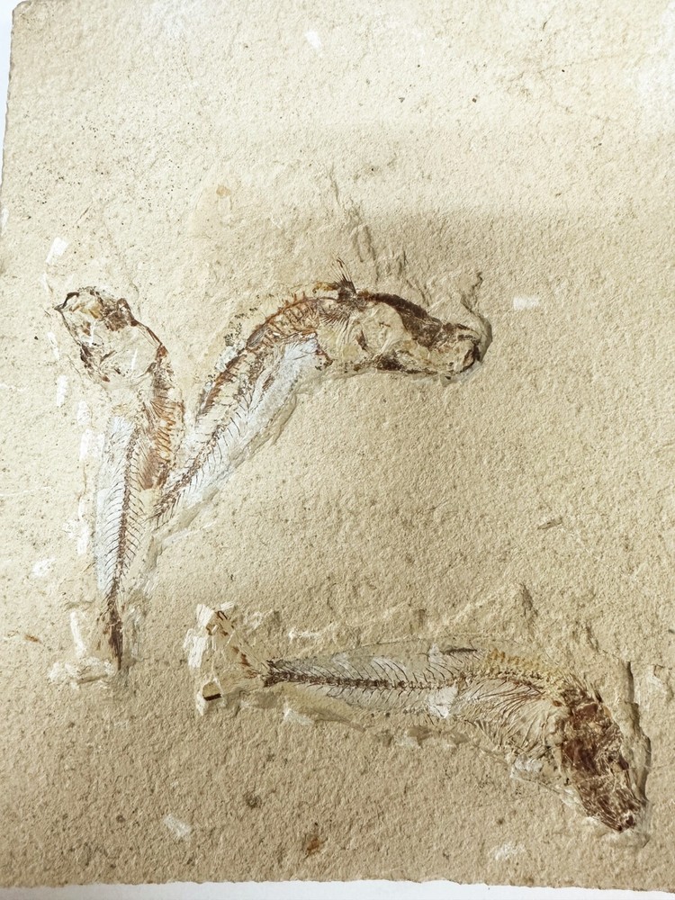 Fish fossil plate