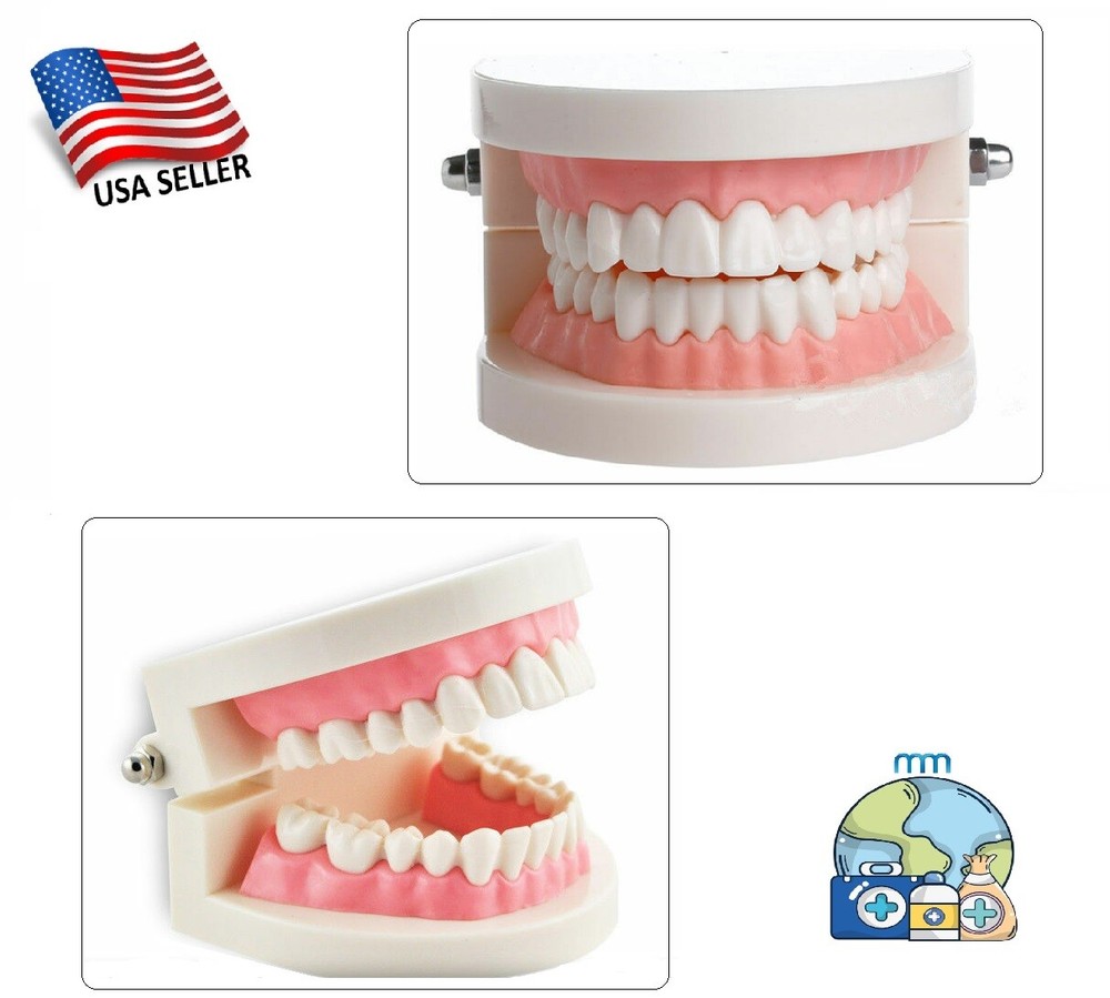 Dental Mouth Demonstration Study Teaching Typodont Standard SAME DAY SHIPPING !