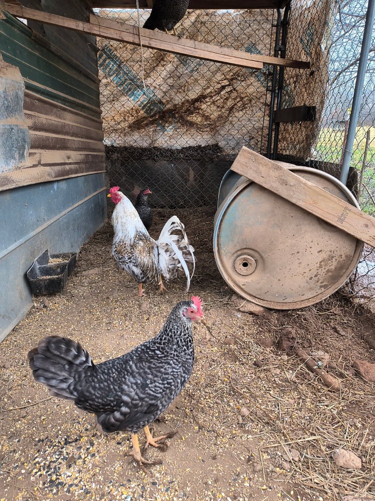 6 Dom Pure Hatching Eggs