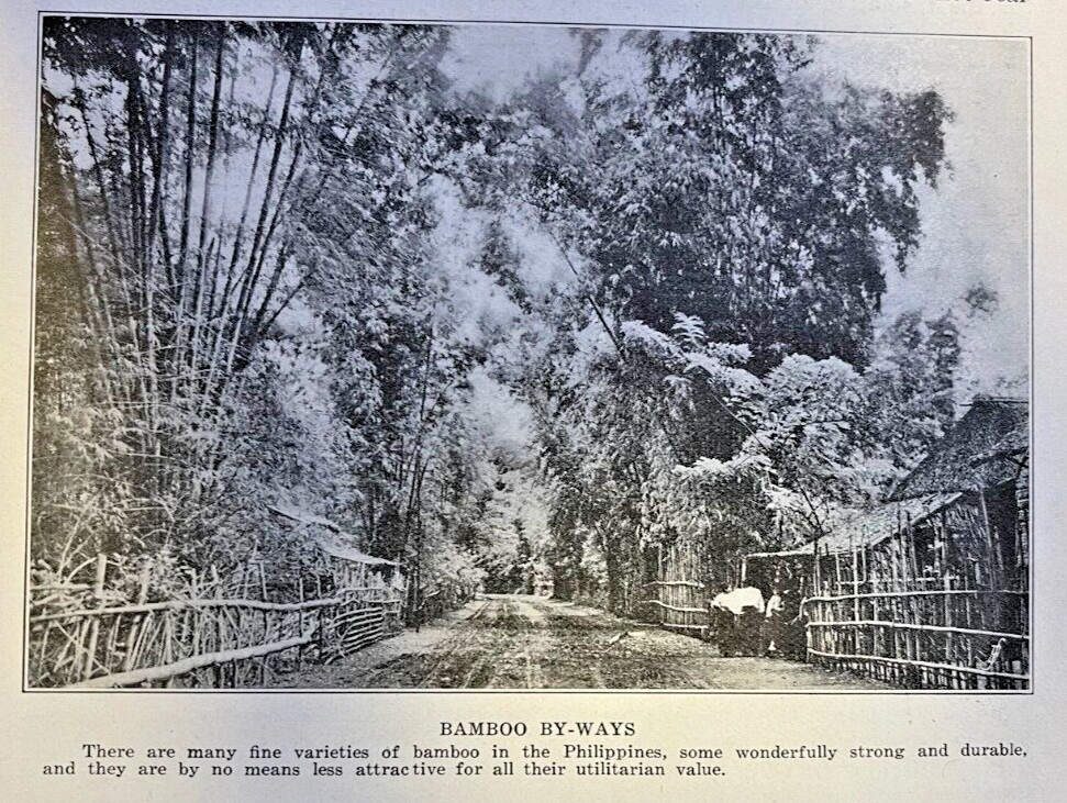 1913 Philippine Forests illustrated