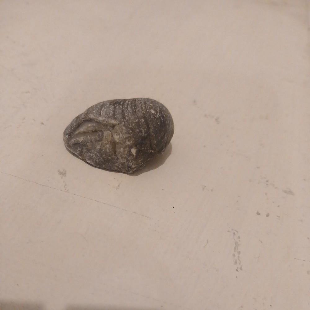 Devils Toe Nails Fossil Possibly 200 Million Years Old