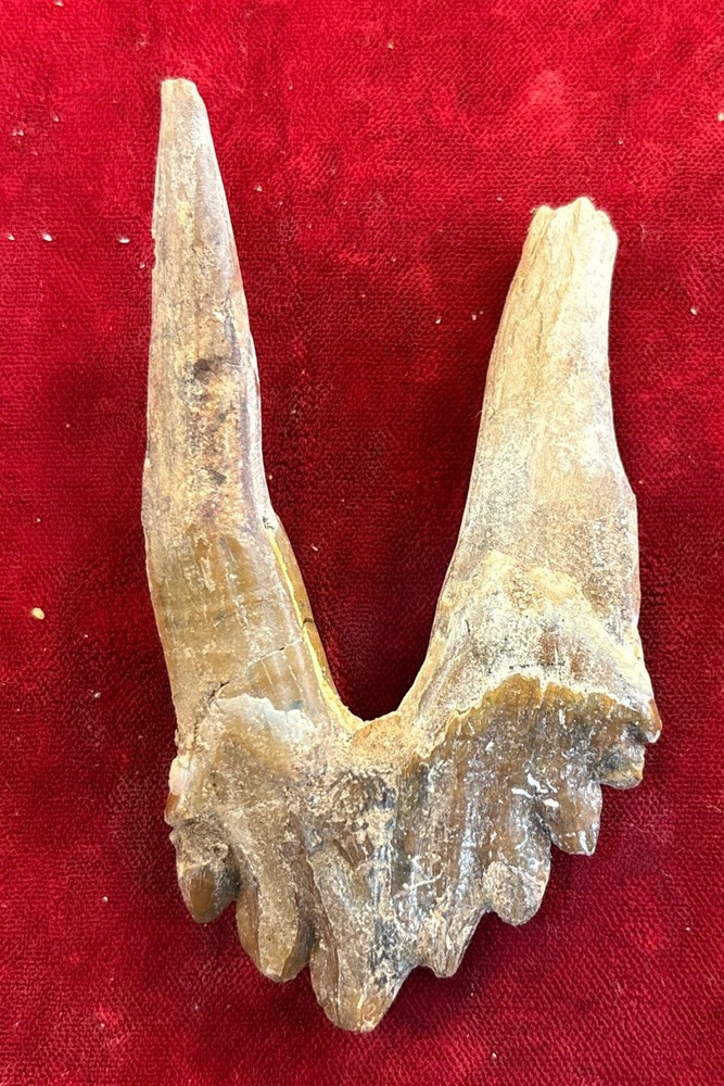 3 1/2” Basilosaurus Tooth 40-34 Mil Yrs Old Late Eocene