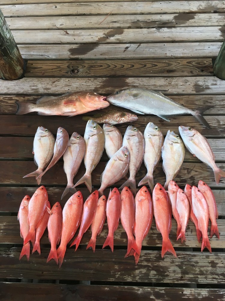 3 Chicken Rigs, snapper, triggerfish, 2/0 Circle - 40lb Camo Mono
