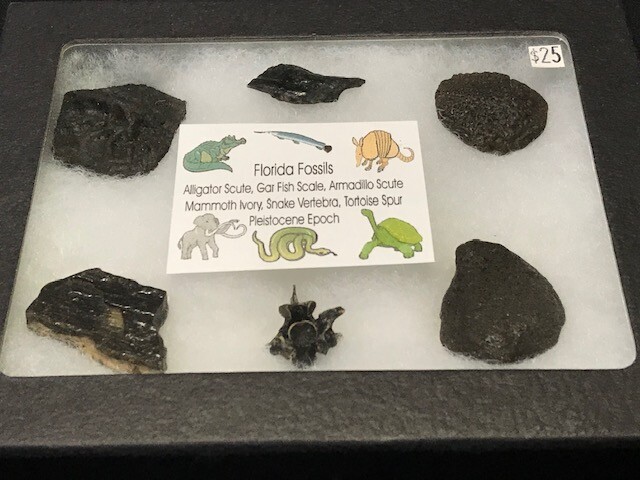 AWESOME EDUCATIONAL FLORIDA FOSSIL KIT