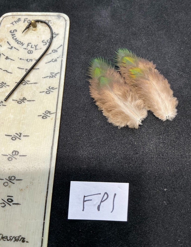 Fruit Pigeon feathers