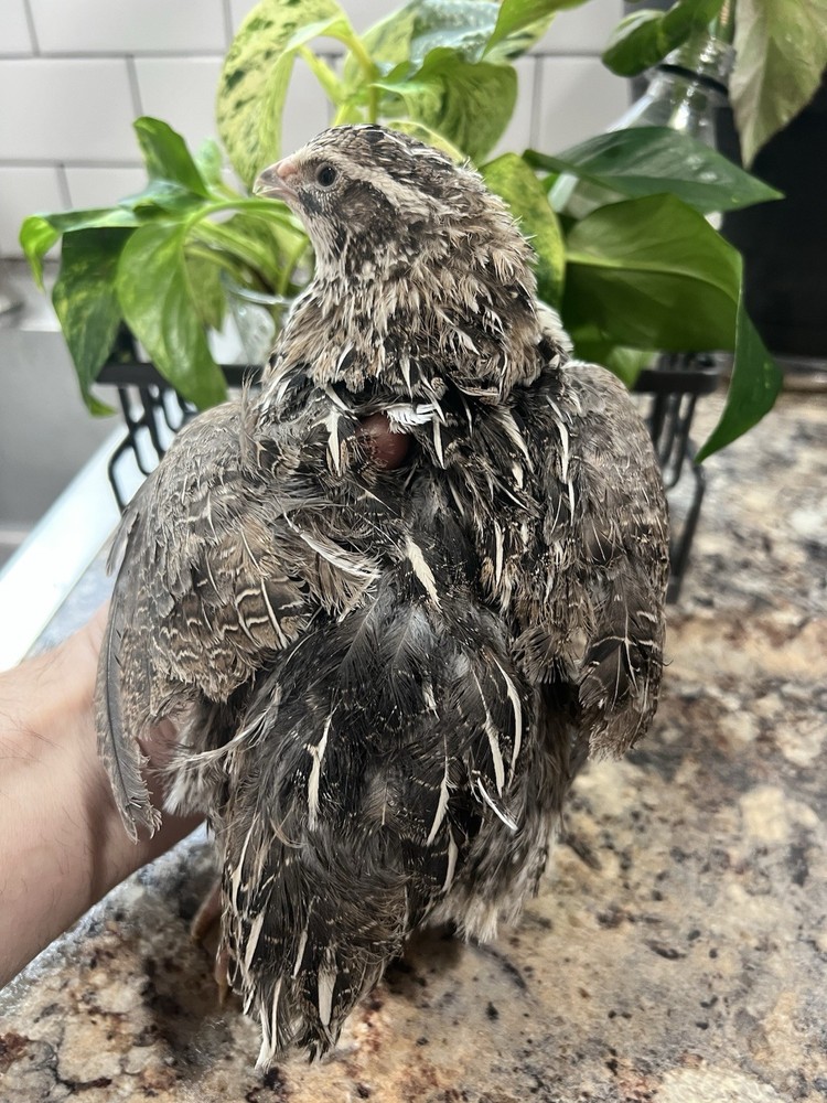 42 + 6 Extra Hatching Coturnix Jumbo Quail