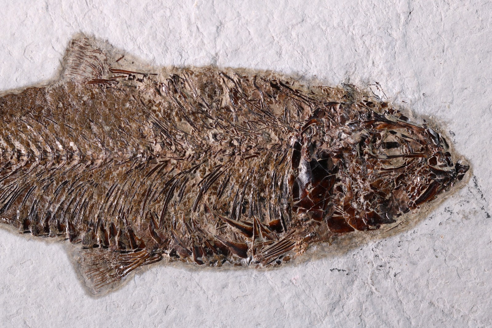 5" Knightia eocaena Fossil Fish Fossil Lake Green River Fm Wyoming WY COA 11853