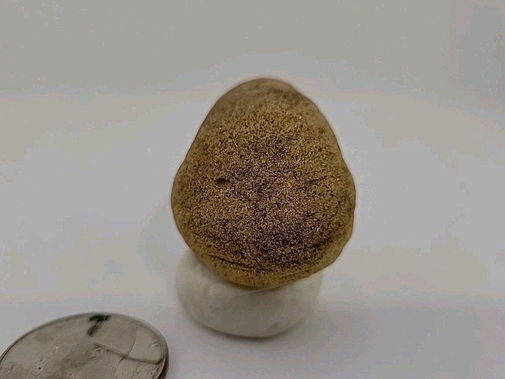 Real Permineralized Reptile Egg Fossil