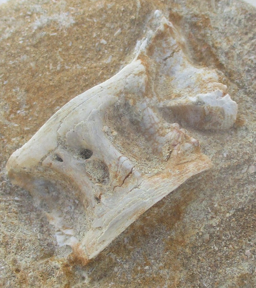 Fossil Vertebra Unidentified Specimen