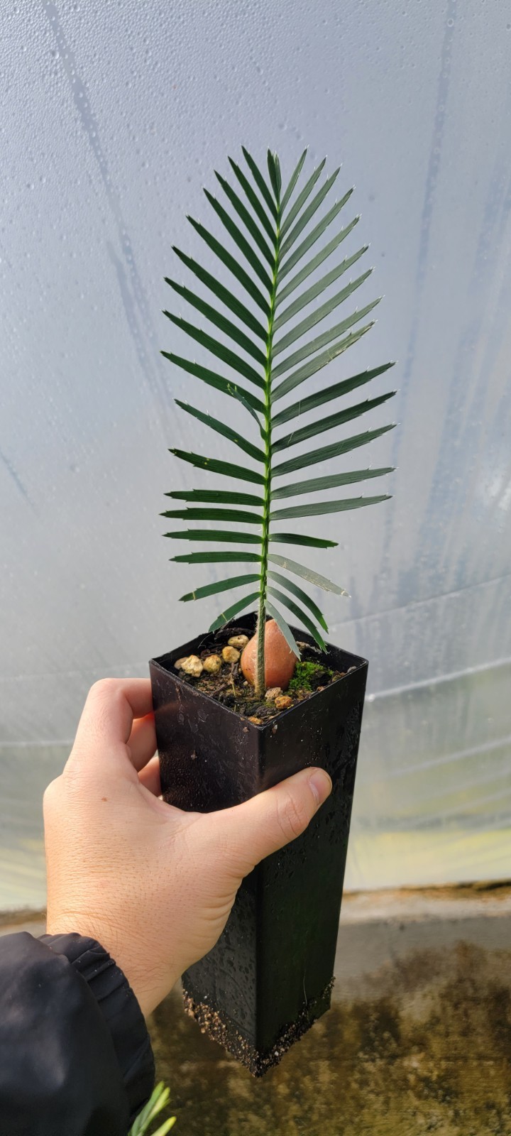 Dioon Purpusii Cycad Seedling Growers Choice