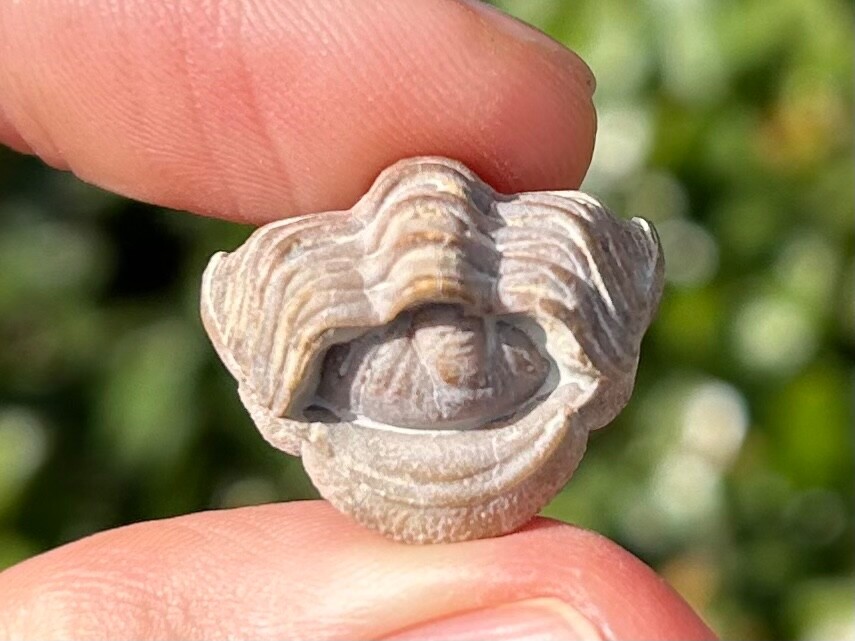 NICE Oklahoma Fossil Trilobite Paciphacops campbelli Devonian Bug Haragan Fm