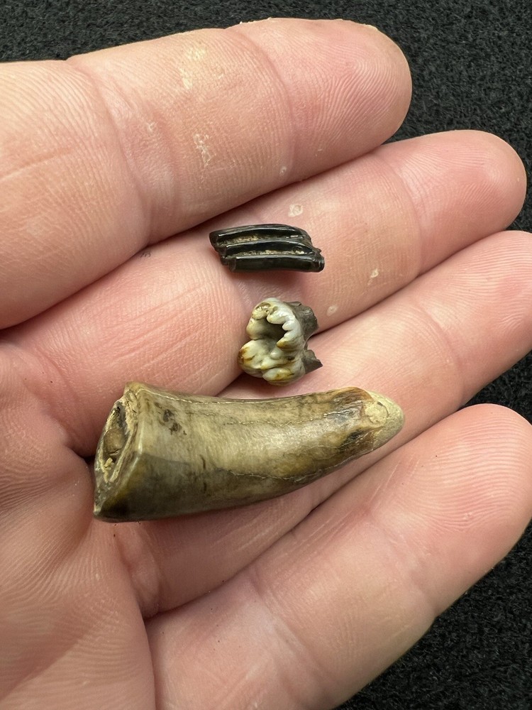 Fossil Mammal Teeth From Mississippi