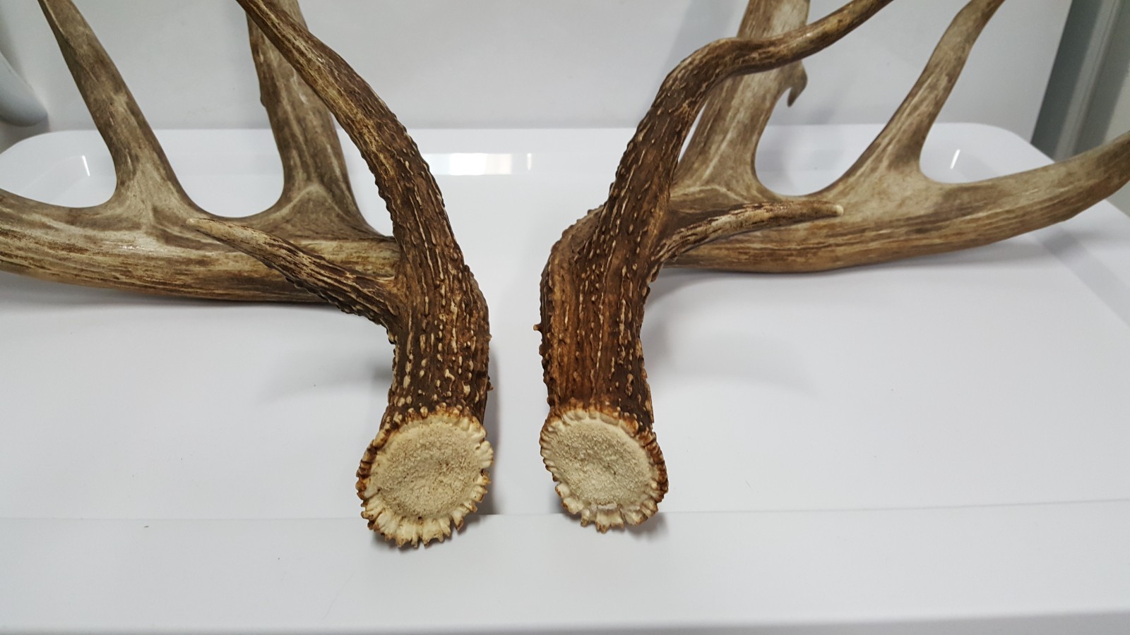 WILD 170" Dark WHITETAIL DEER ANTLER SHED antlers mule mount elk moose
