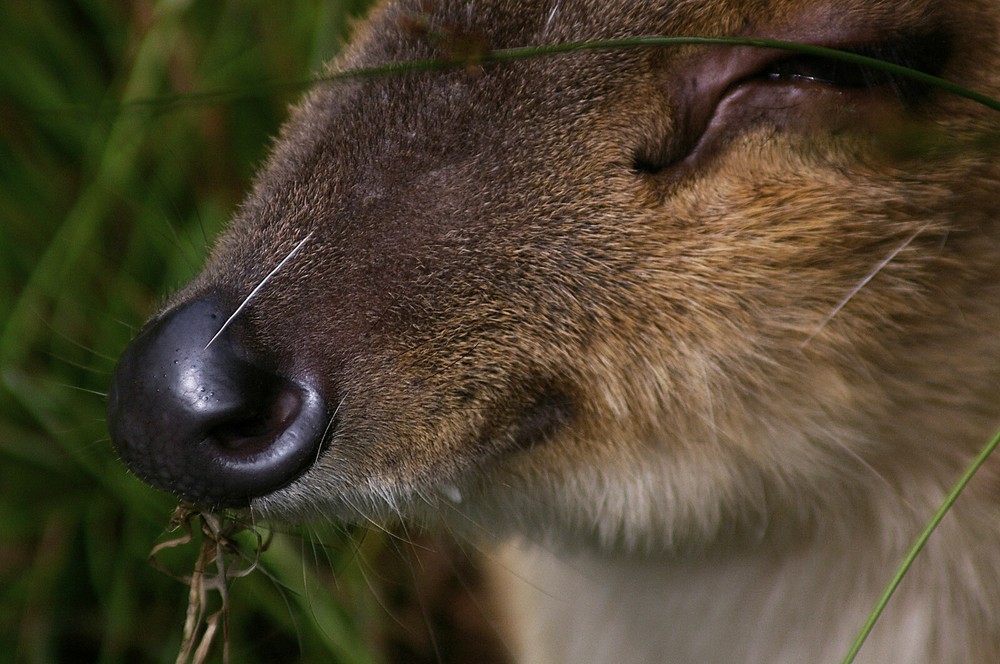 Muntjac Taxidermy Reference Photo Cd