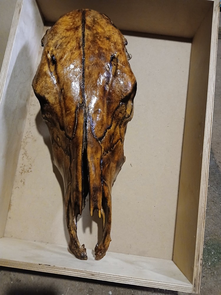 Beautiful Hand Torched Cow Skull