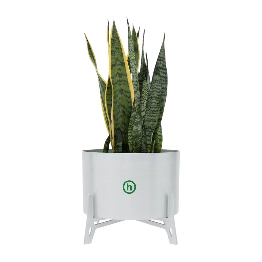 Hidden NY Planter Silver
