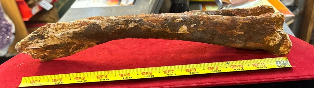 Hadrosaur Chevron Bone