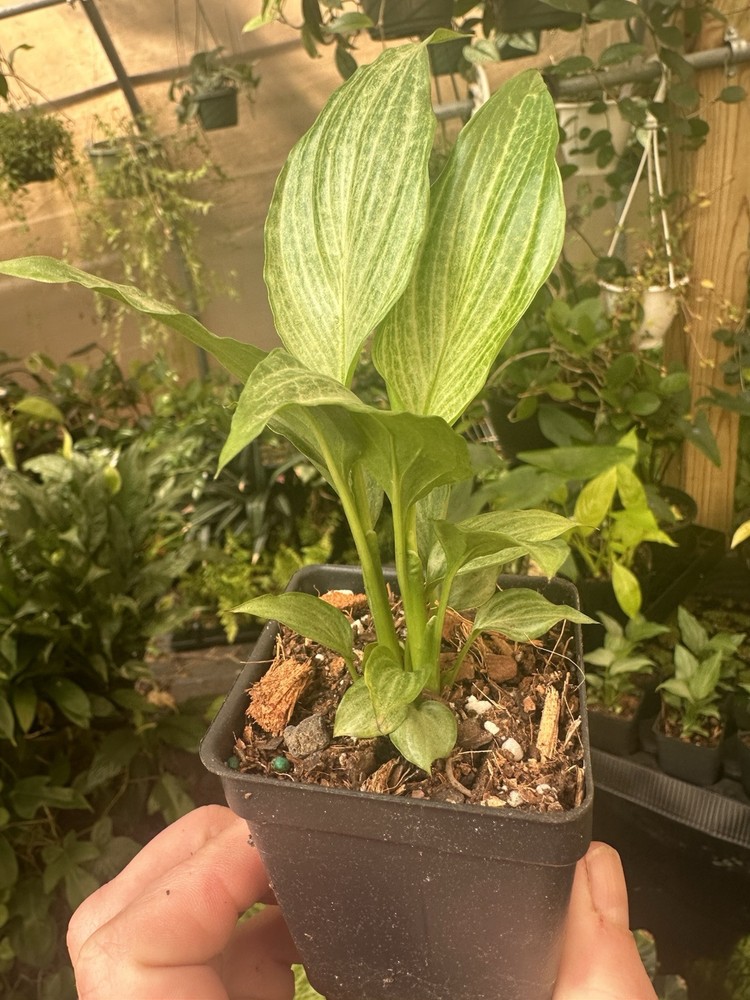 Peace lily Silver In 2” Pot