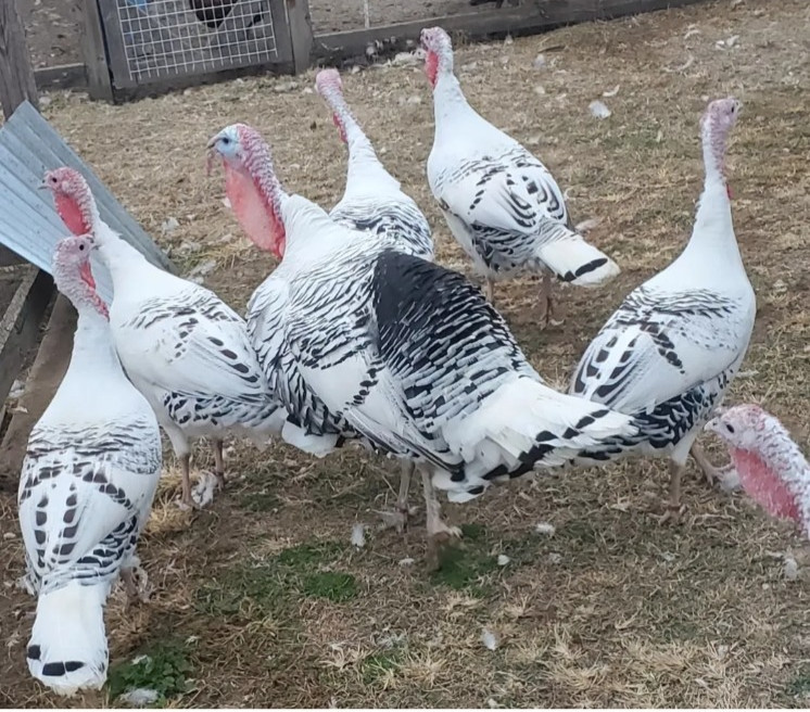 12 Royal Palm Turkey Hatching Eggs